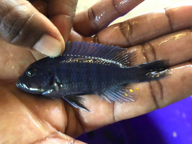 Maylandia zebra 'Londo Bay'